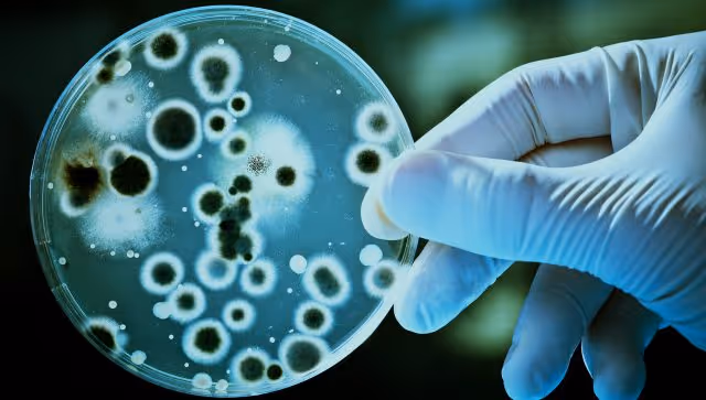 Análise microbiológica de cosméticos em laboratório, ambiente limpo e controle de qualidade